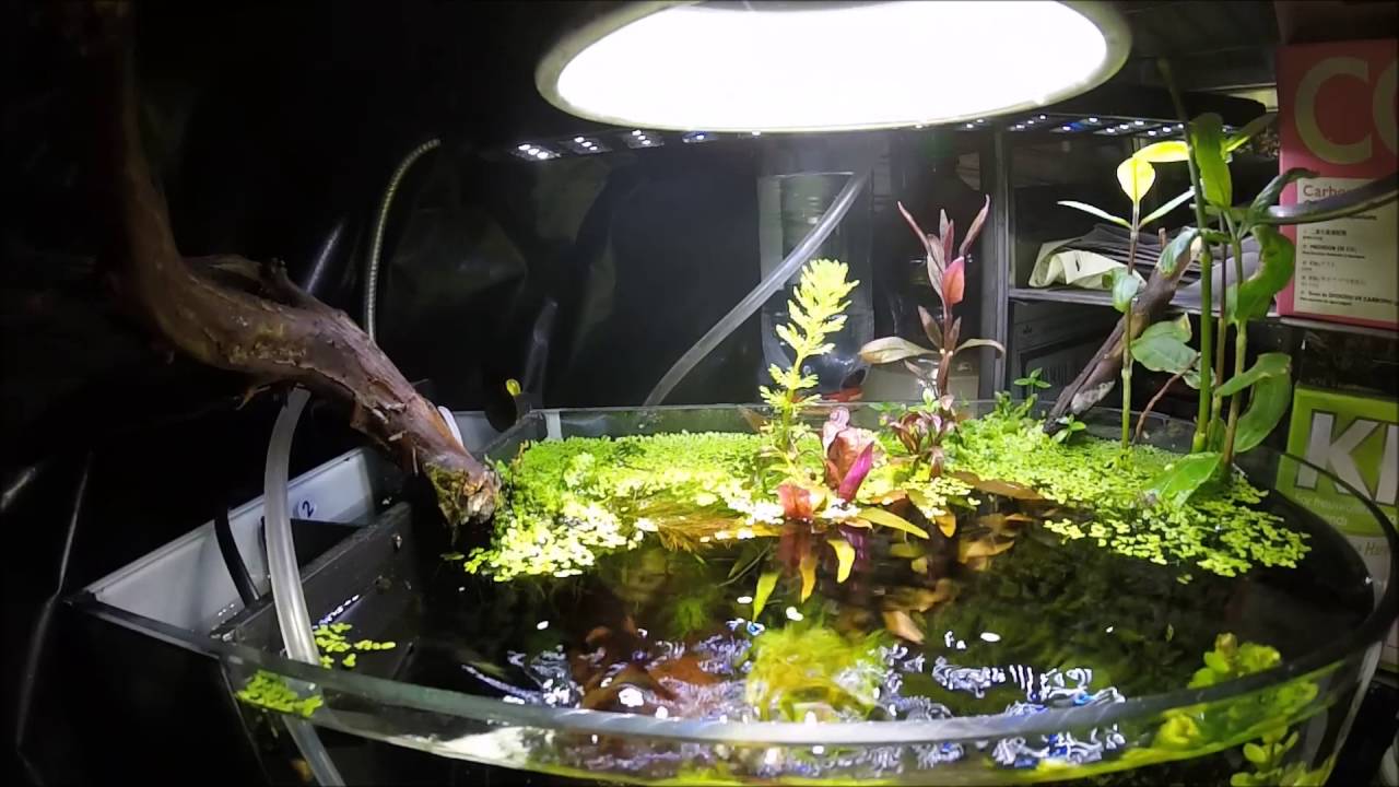 Actualización del Acuario Nano Plantado |#AcuarioNano||||||👍