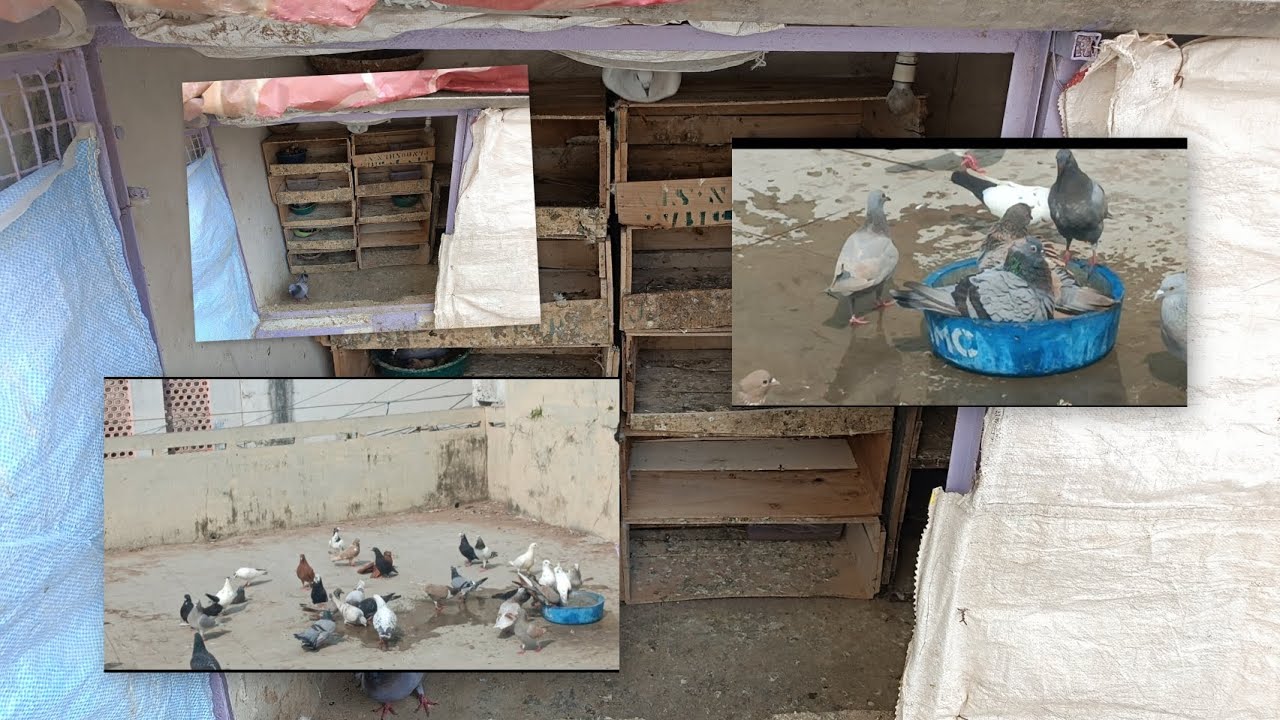 Vlog 68😻🦅Loft🕊️ ki safai🥴 kardi #pigeon #foryou  #kabootar #explore #trending #viralvideos #viral 