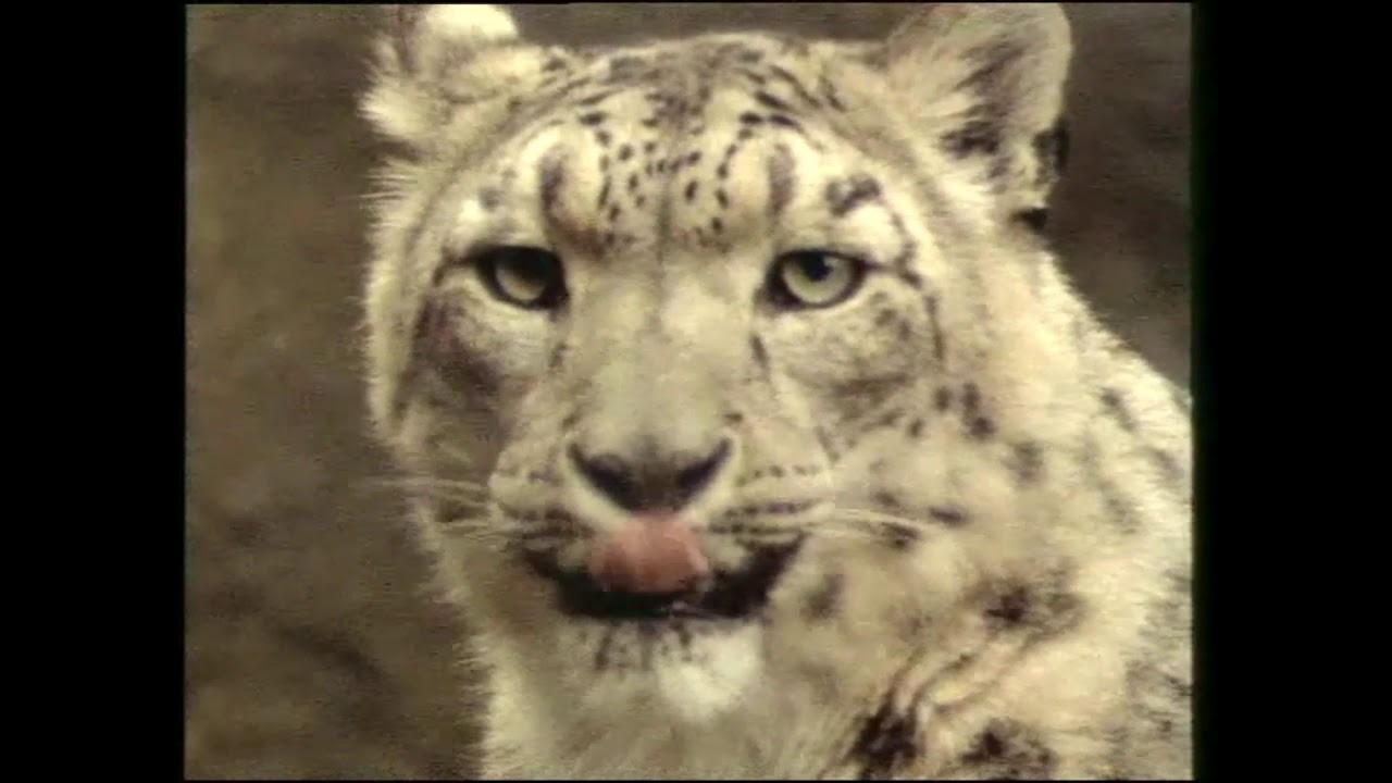Alfabeto Animal Final Part (5/5) (1998)