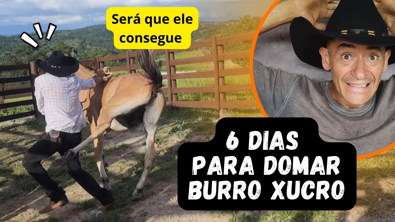 DOMA DE BURRO XUCRO EM 6 DIAS. CONSULTORIA EM DAVINÓPOLIS - GO. FAMÍLIA MARIANNO