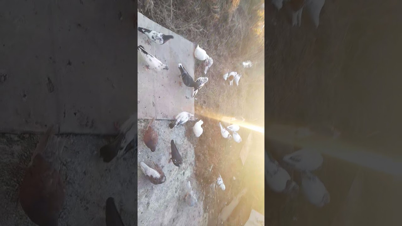 باخت سنگینم.نشون دادن کفتر ها