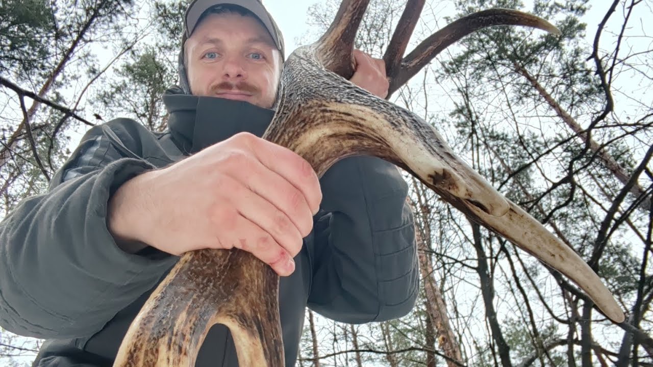 Рог аленя, пошук рагоў 2026, поиск рогов оленя 2026, poroże jelenia 2026, deer antlers 2026 