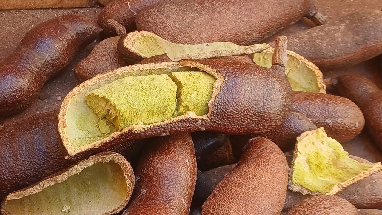 os benefícios do jatoba para a saúde 