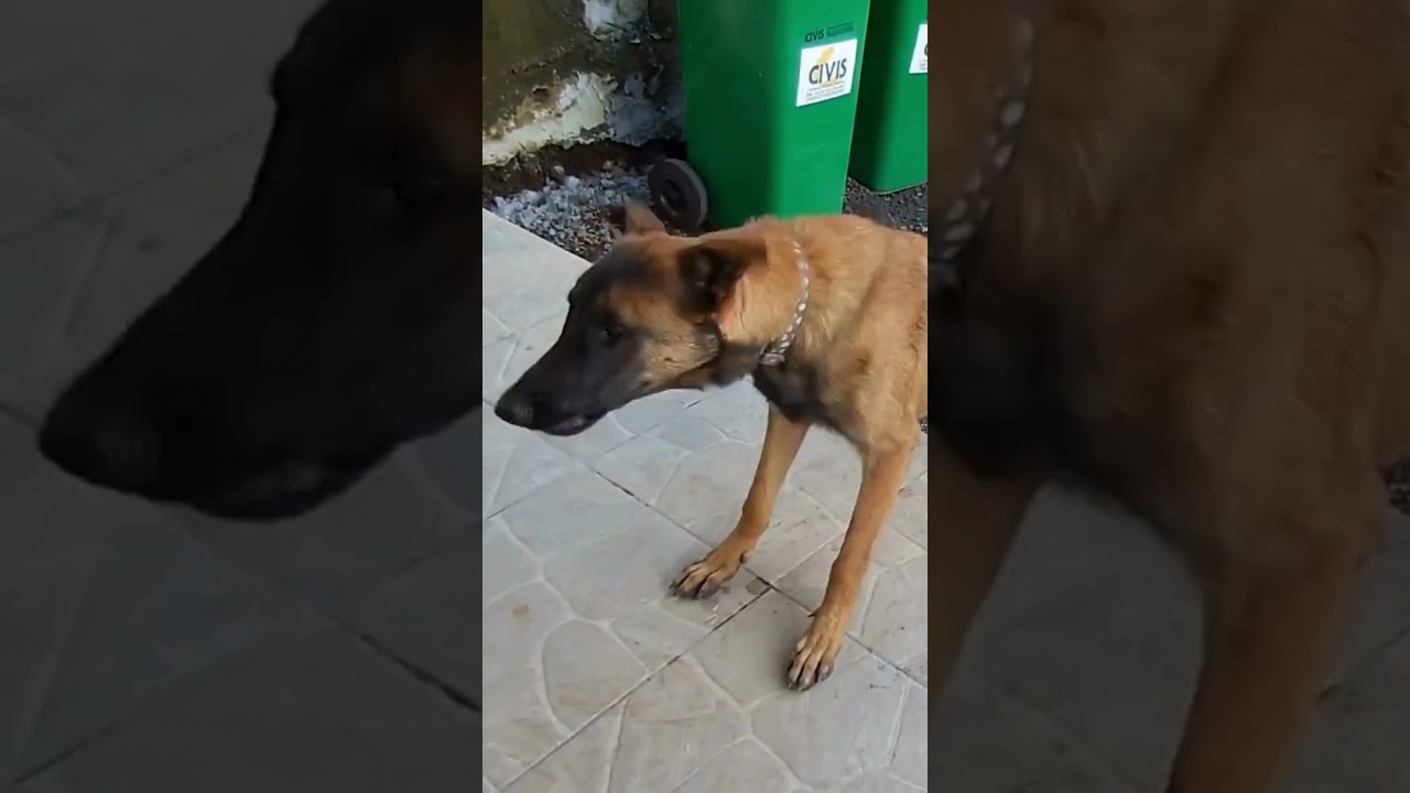 Berger belge #chien #malinois #reels