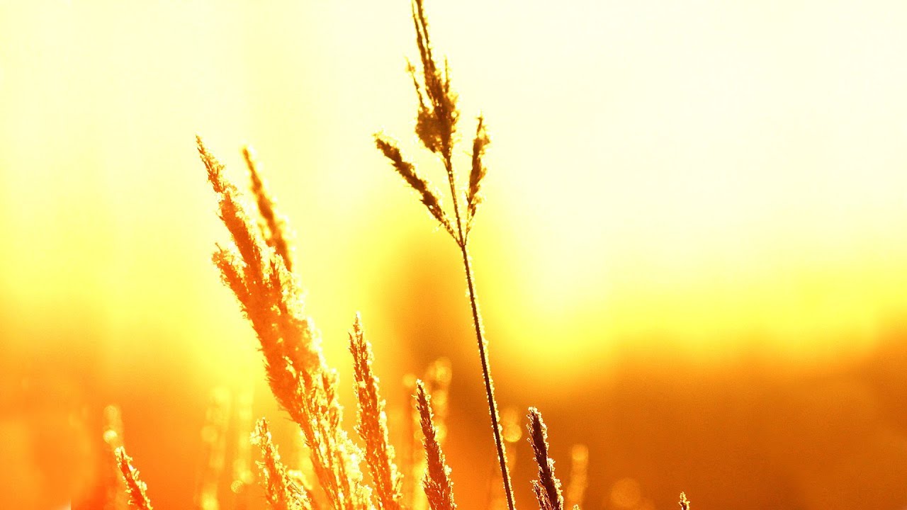 87 Hz | Surya Namaskar & Morning Ritual Meditation Music | Charge for Gratitude & Love | Saturday