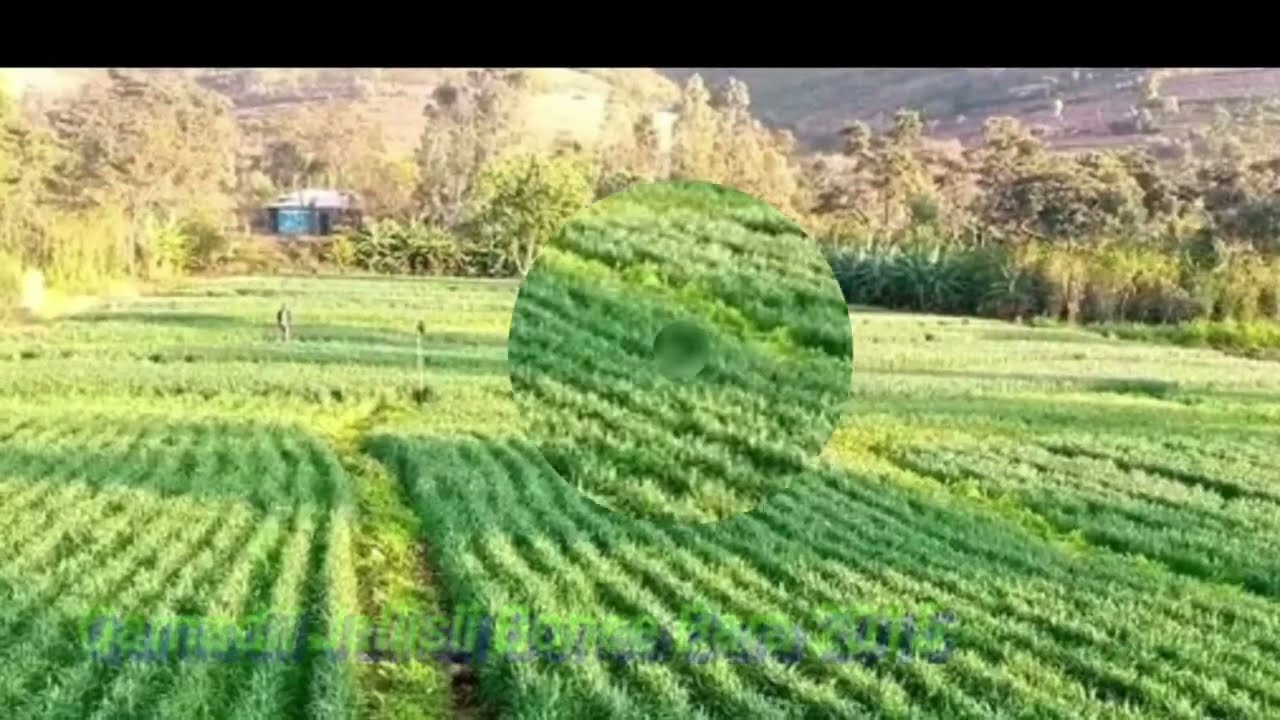 Misooma qamadii seenaa biyyaa jijjiire