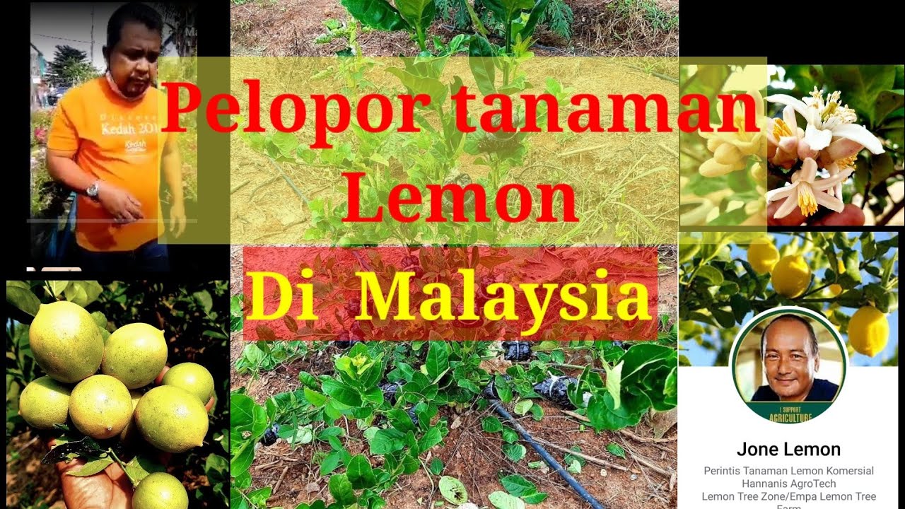 Jone lemon  pelopor tanaman lemon secara ladang di Malaysia.