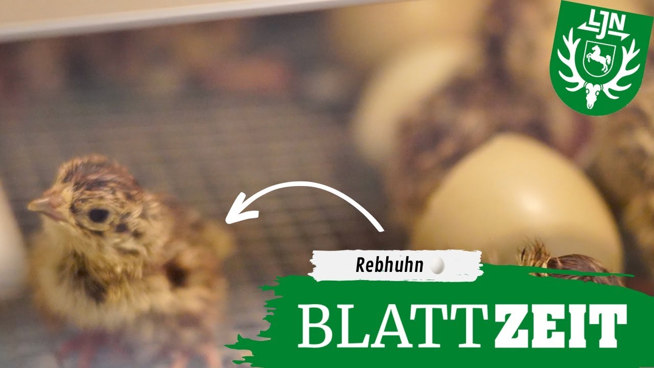 Kükenzeit in der Feldhuhnstation