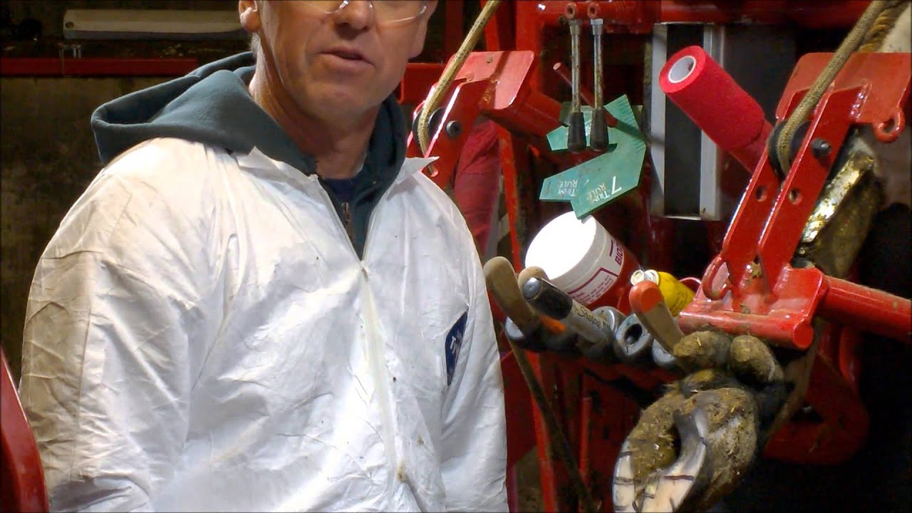 Karl Burgi Hoof trimming with Crediton Milling Co