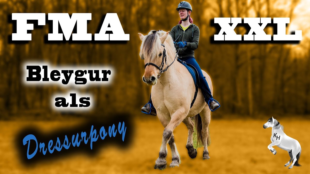 XXL-FMA am Stall | Bleygur als Dressurpony