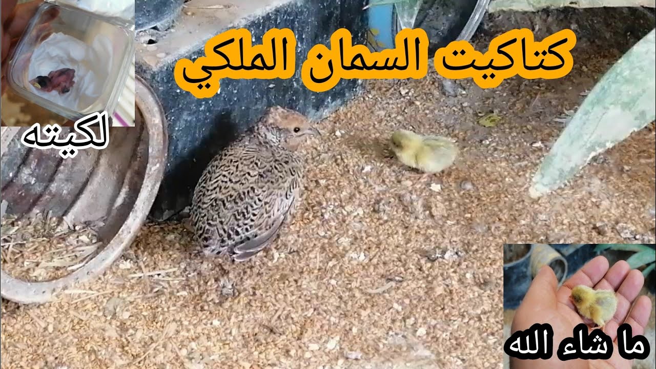 اول مربي باليوتيوب ينتج السمان الملكي 🤯 جمال هذا الطائر ما شاء الله 😍