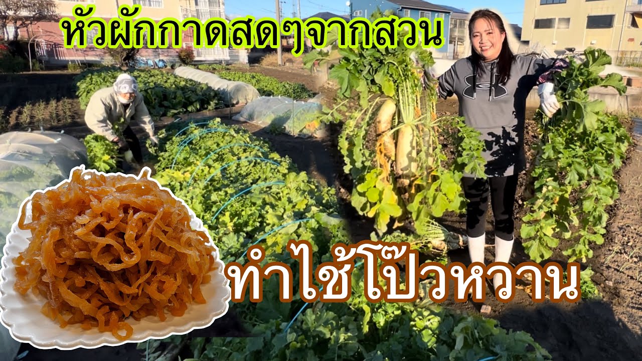 ทำหัวไช้โป๊วดองหวานไว้กินเองง่ายๆ จากหัวผักกาดเก็บสดๆจากสวนปลอดสารพิษ #แม่บ้านญี่ปุ่น