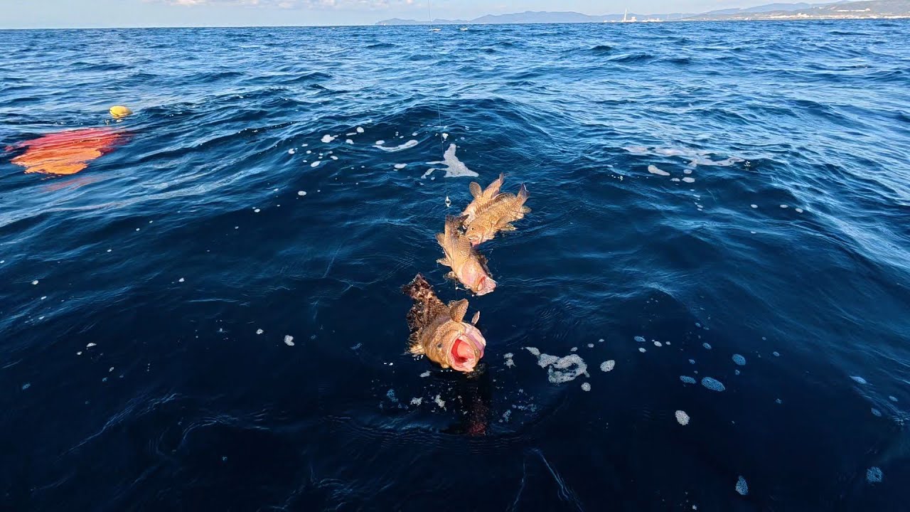 【初投稿】　海釣りで青物だと思ってたらまさかの......