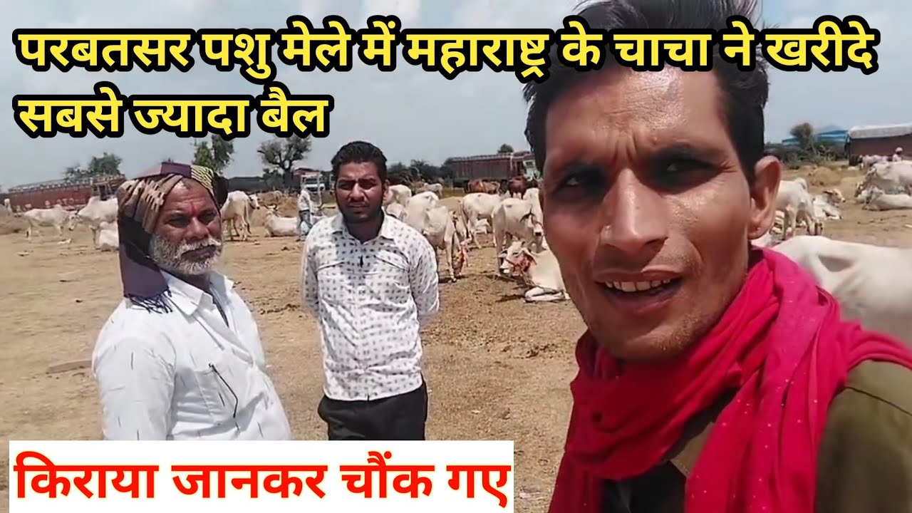 परबतसर पशु मेले में महाराष्ट्र के चाचा ने खरीदे सबसे ज्यादा बैल/parbatsar pashu mela 2023