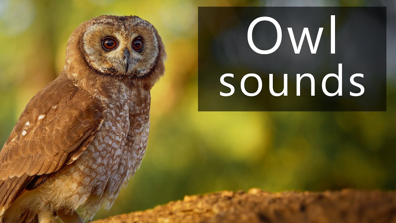 African wood owl sounds