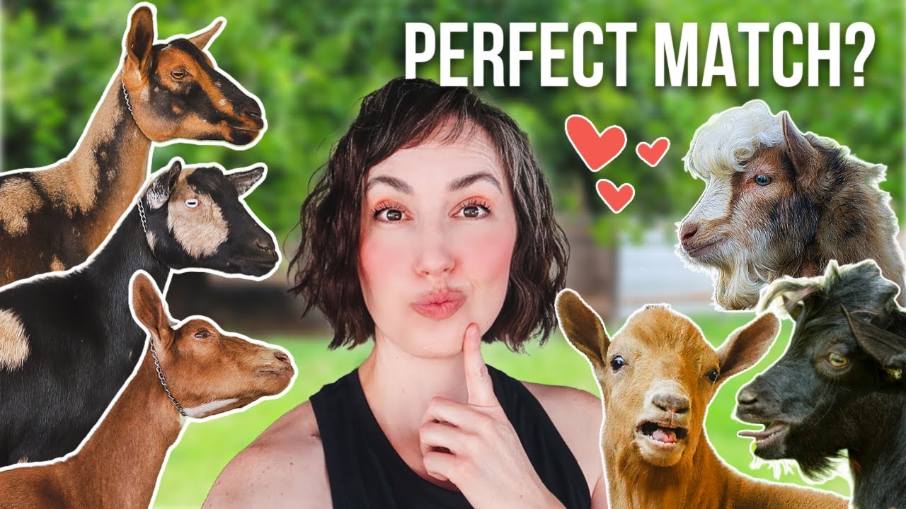 Choosing This Year's Breeding Pairs! (miniature goat farm)