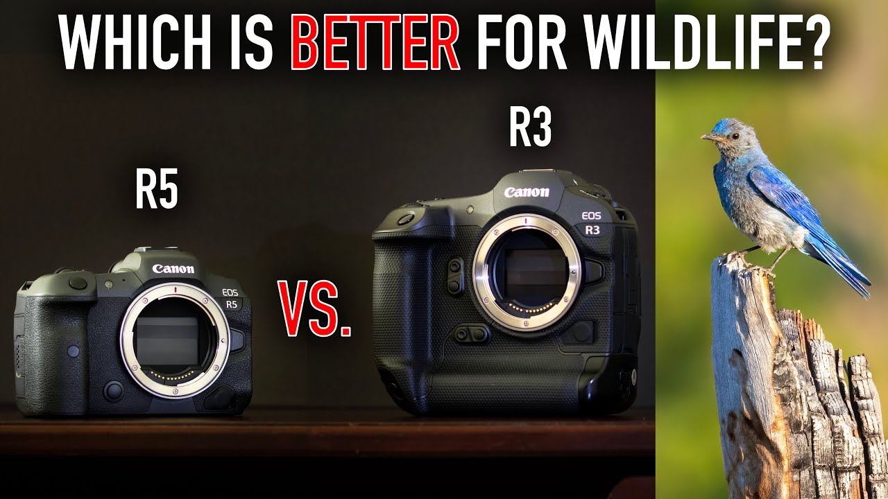 Canon R3 vs. Canon R5 for Wildlife Photography - COMPARISON