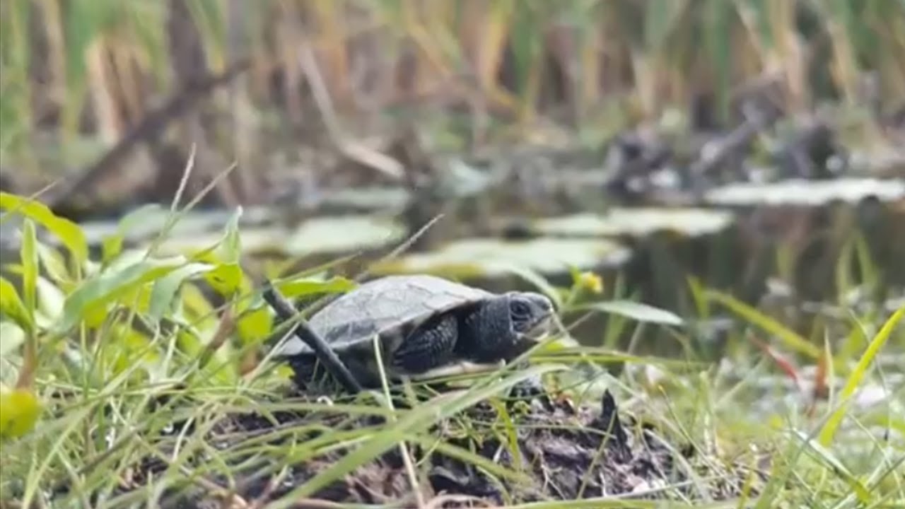 Nature Note: Building Turtle Nest Protectors