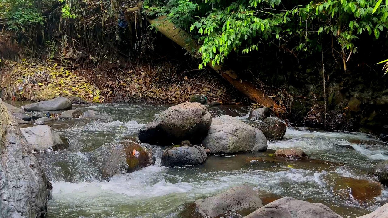 Pure Forest Bird Chirping with Soft River Sounds 🌿 Deep Sleep & Meditation