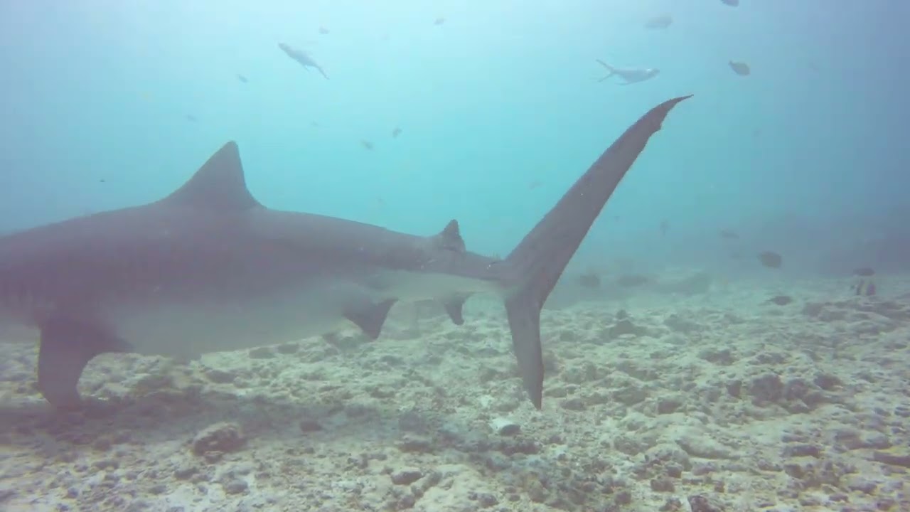 TIGER SWIMS OVERHEAD