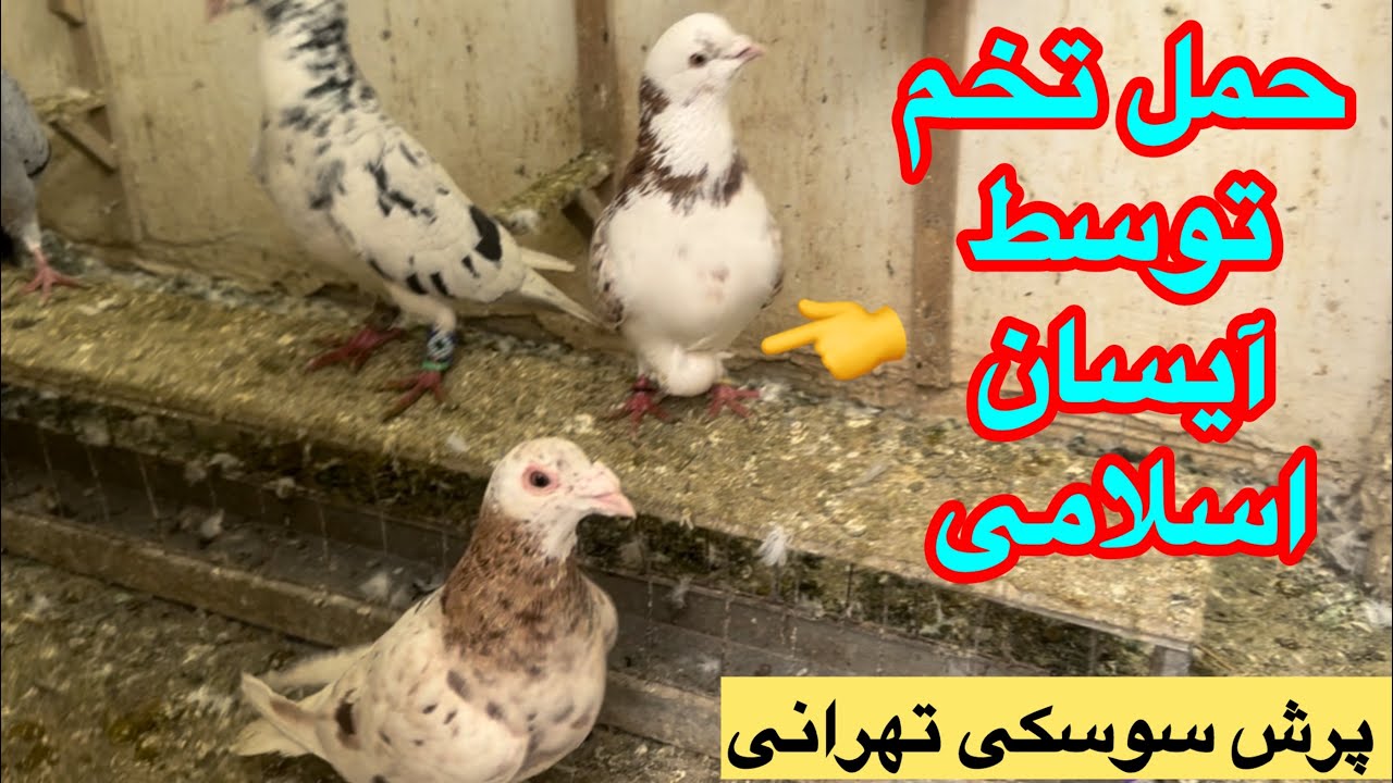 پرش ناوگان جا نشستن سوسکی تهرانی!وضعیت آیسان اسلامی بعد از ازدواج و بچه داری!مشهد 