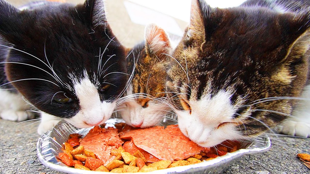 空腹なさくらねこたちが幸せそうにご飯を食べる