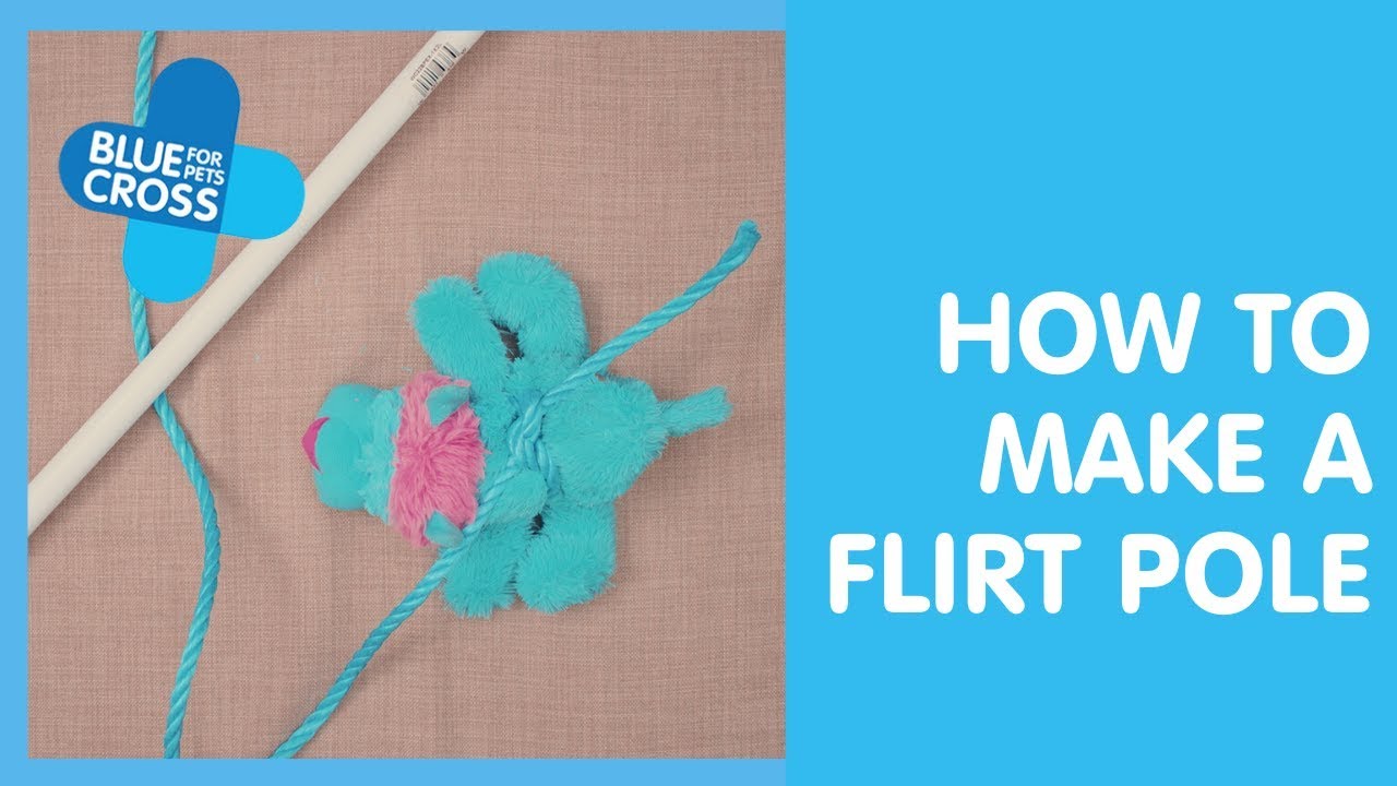 How To Make A Flirt Pole For Dogs | Blue Cross
