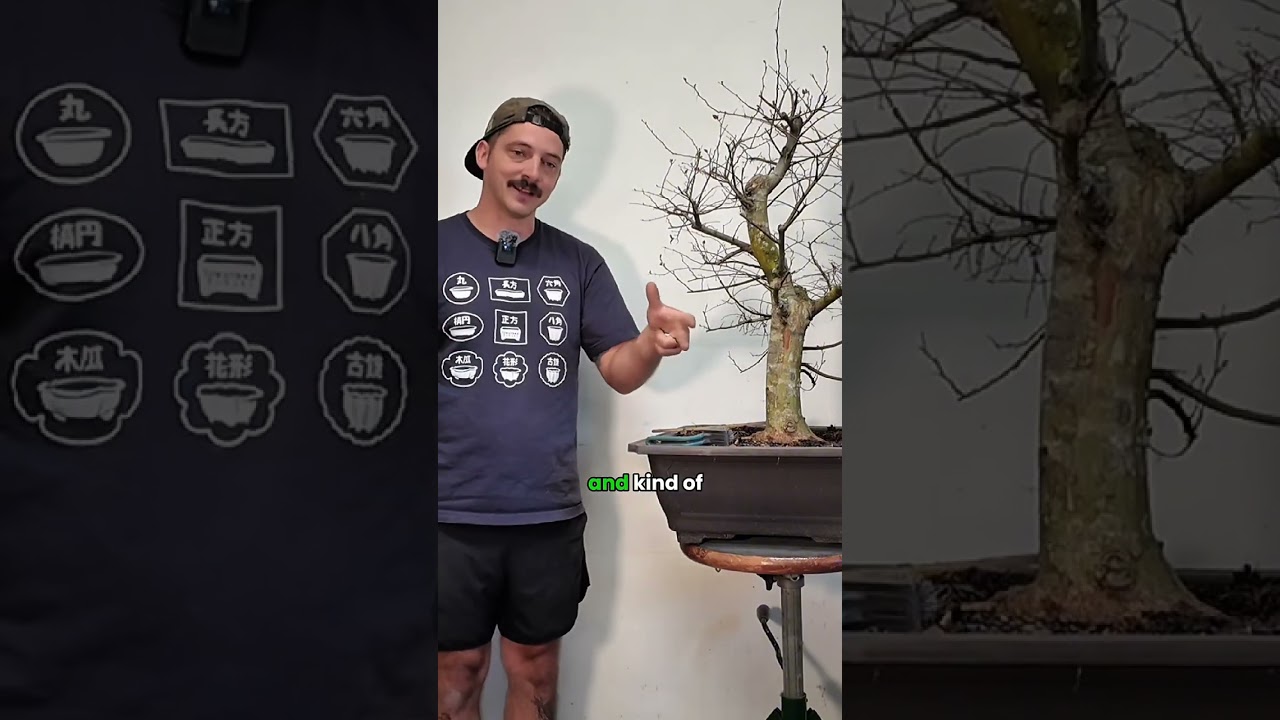 Part 1️⃣ &rarr; Water Elms