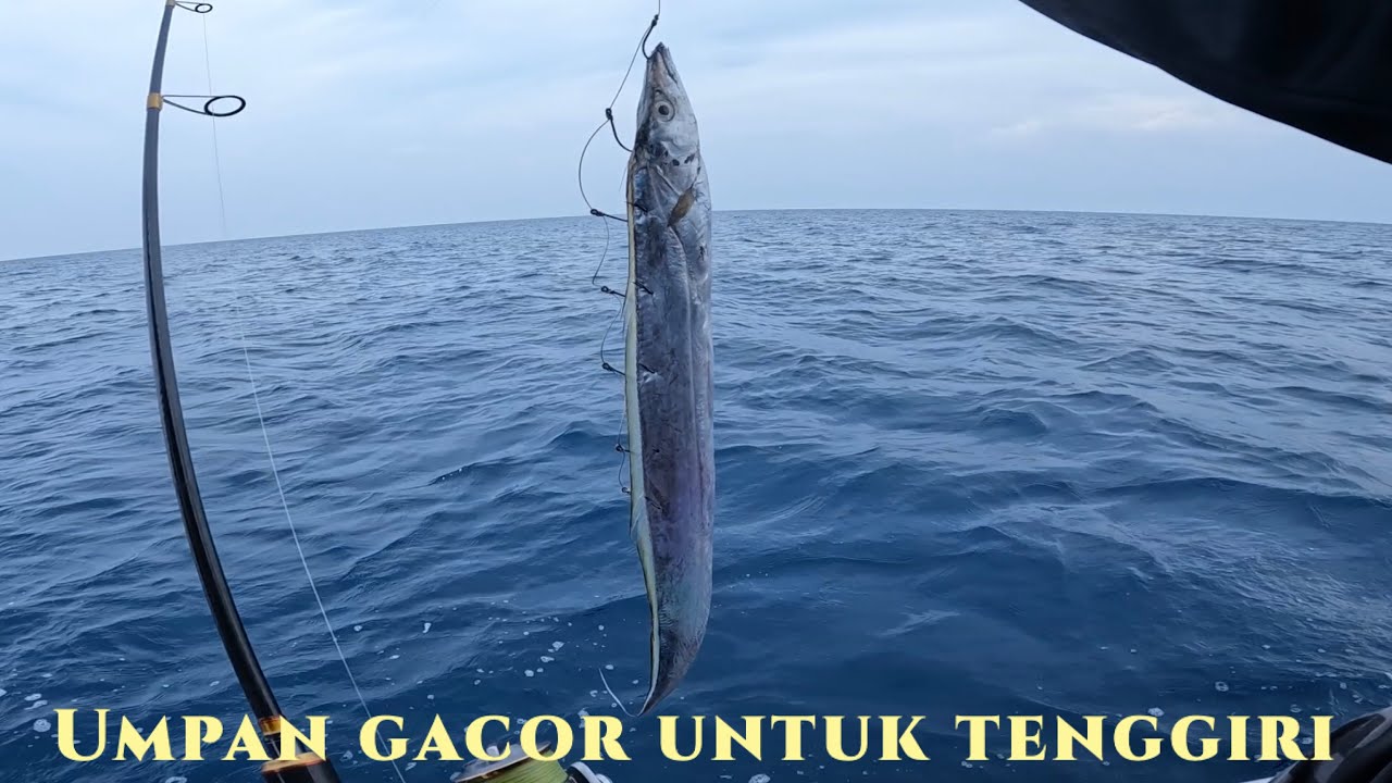Mancing tenggiri pakai umpan ikan layur