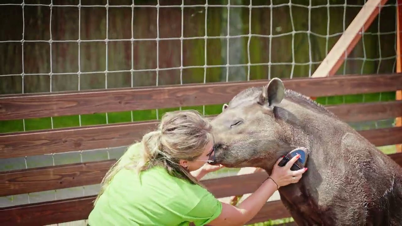 Tosia - Tapir Anta. Uwielbia letnie kąpiele. Tosia to prawdziwa czyściocha!