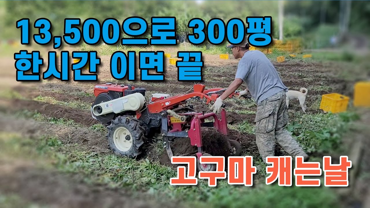시골이야기 of 첼리팜 13,500원 으로 한시간안에 300평 고구마밭 기초 캐는 작업 끝낼수 있을까? 임대해온 경운기 받침은 고정이 안돼고 자꾸 내려 가는지...