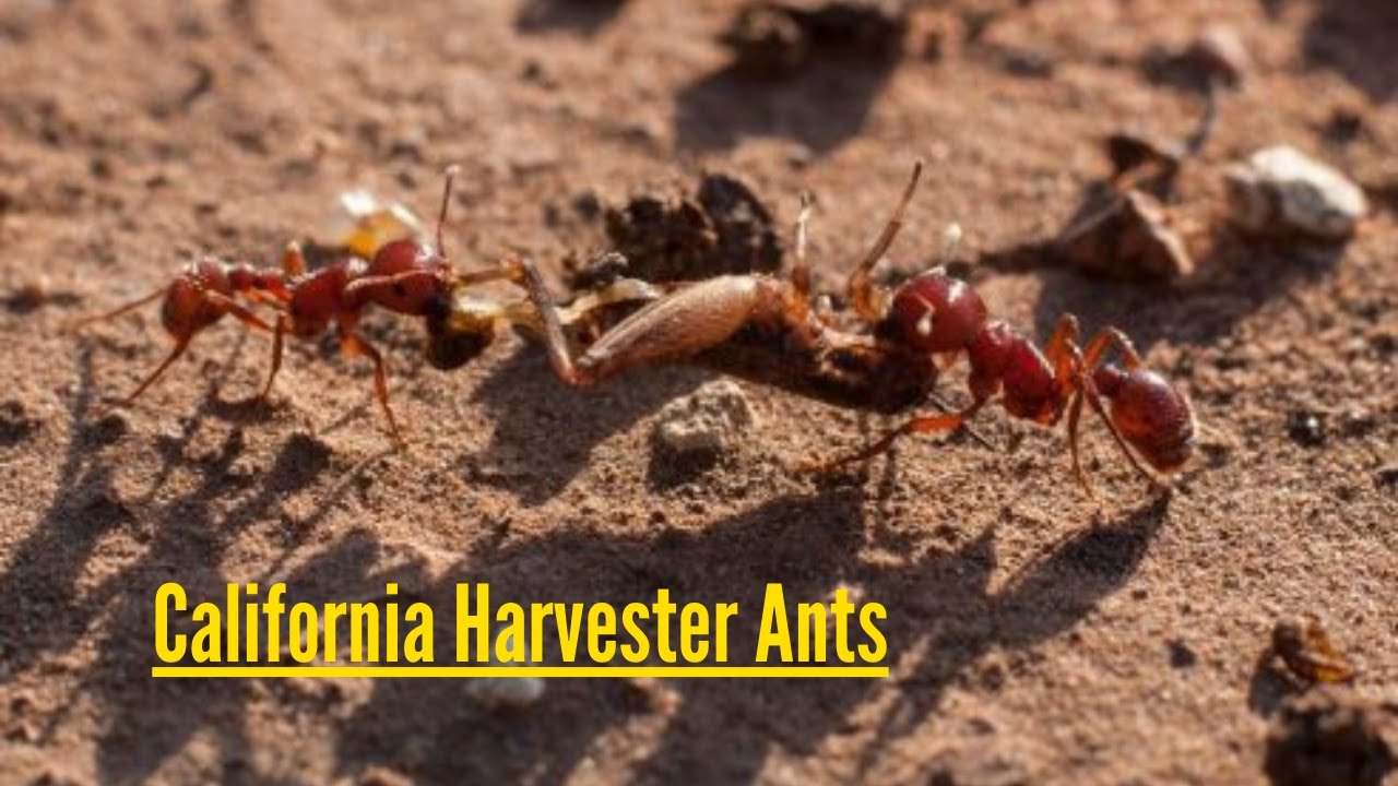 Tiny Architects the Secret World of California Harvester Ants