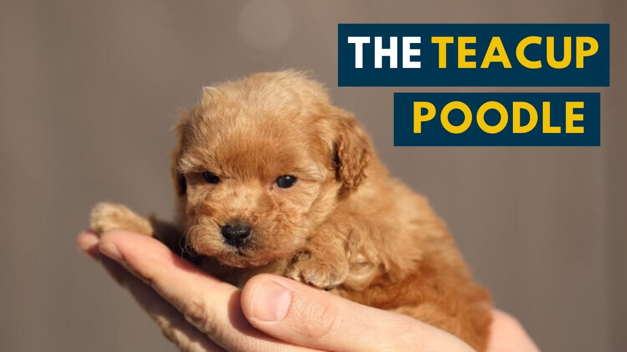 The Teacup Poodle: Everything About This Teacup-sized Companion Dog!
