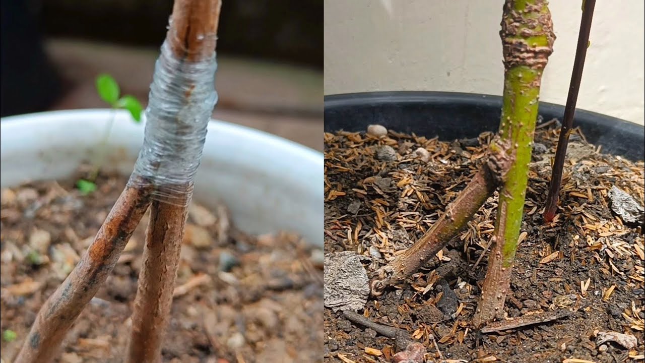 Unique skill of grafting fruit tree seedlings with knife 100% success | Grafting fruit tree
