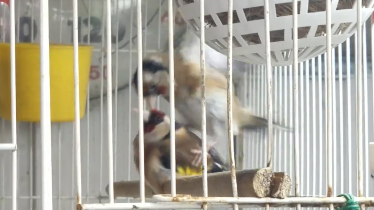 Jilguero PISANDO a Jilguera  MARZO 2019 !!!!!