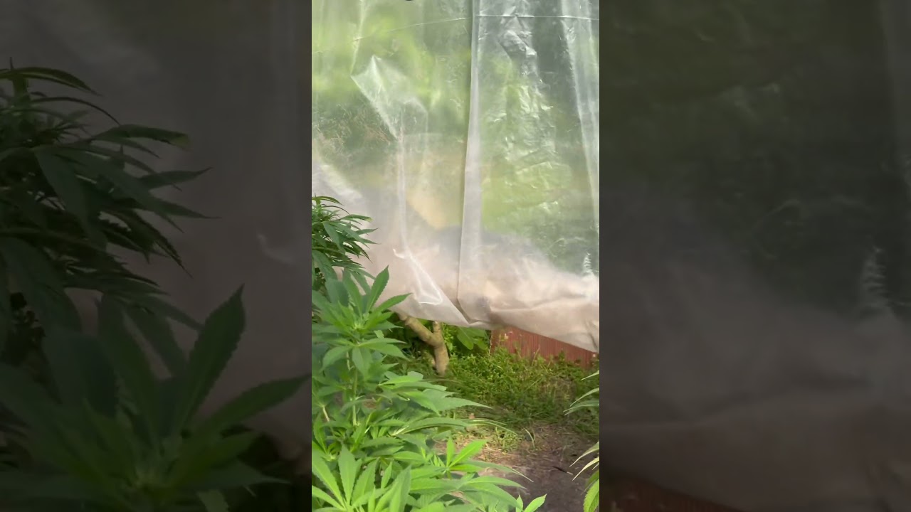 ARRANCARON a FLORAR en el GREENHOUSE ✅