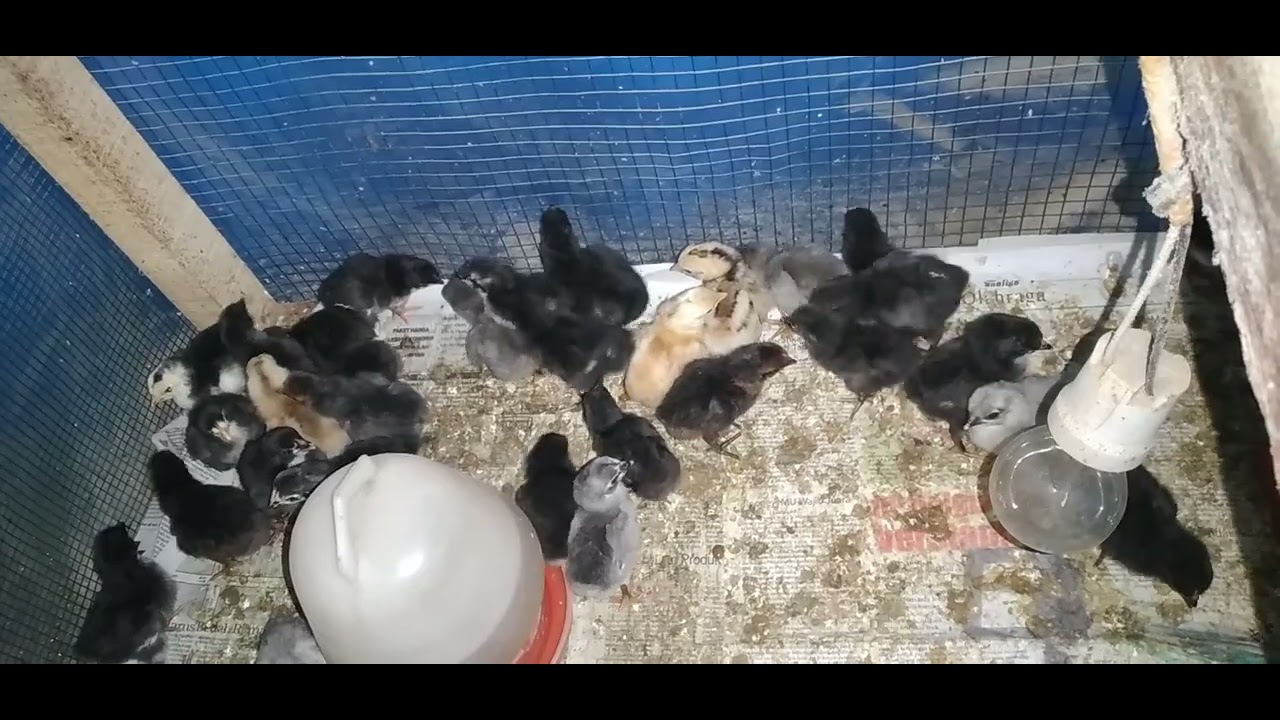 hindari suhu terlalu panas !!! mencegah DOC (anak ayam) kaki kering