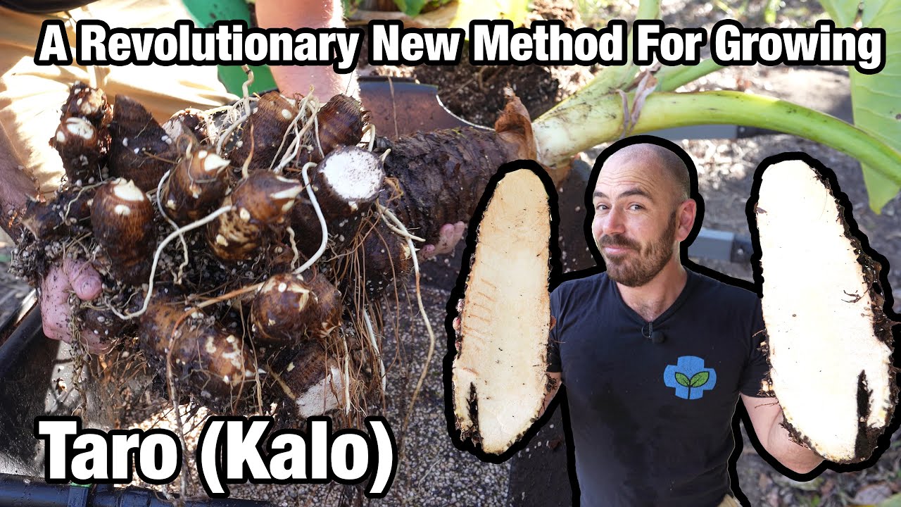 A Revolutionary New Method of Growing Taro (Kalo)