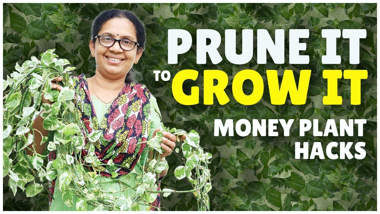 Money Plant Pruning | Making Bushy Money Plant | Propagation & Care