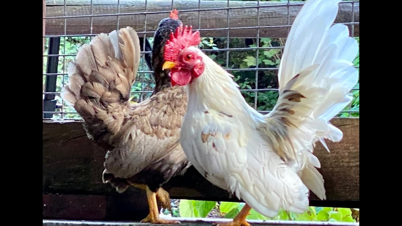 2021/79  - 400 tierische Zwerge sind in Aue zuhause | Serama - Zwerghuhn-Rasse aus Malaysia