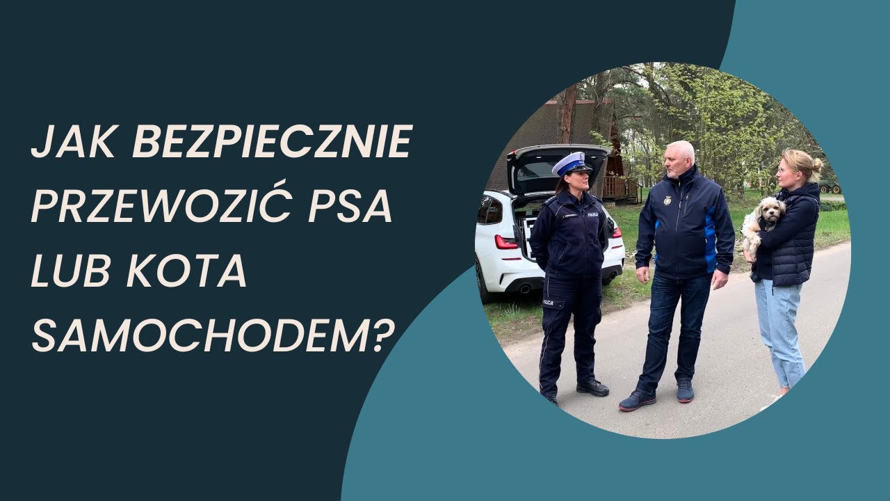Jak bezpiecznie przewozić psa lub kota w samochodzie?