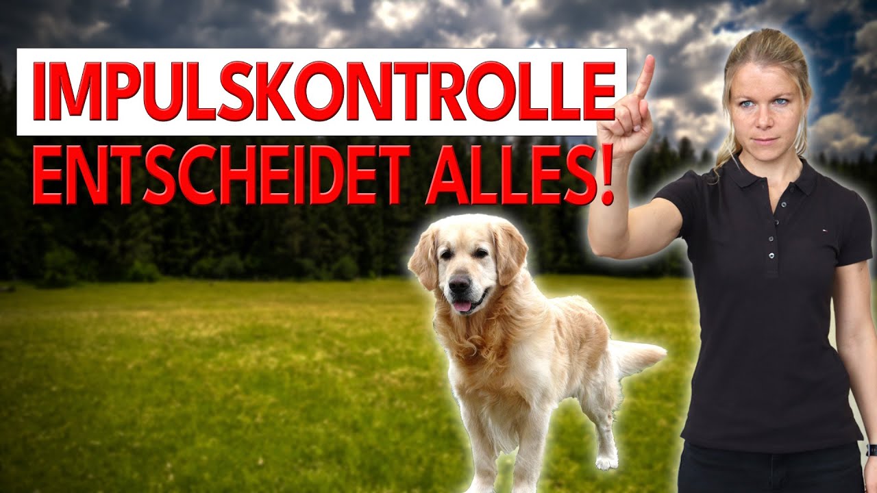 Ohne Impulskontrolle wird dein Hund NIE entspannt!