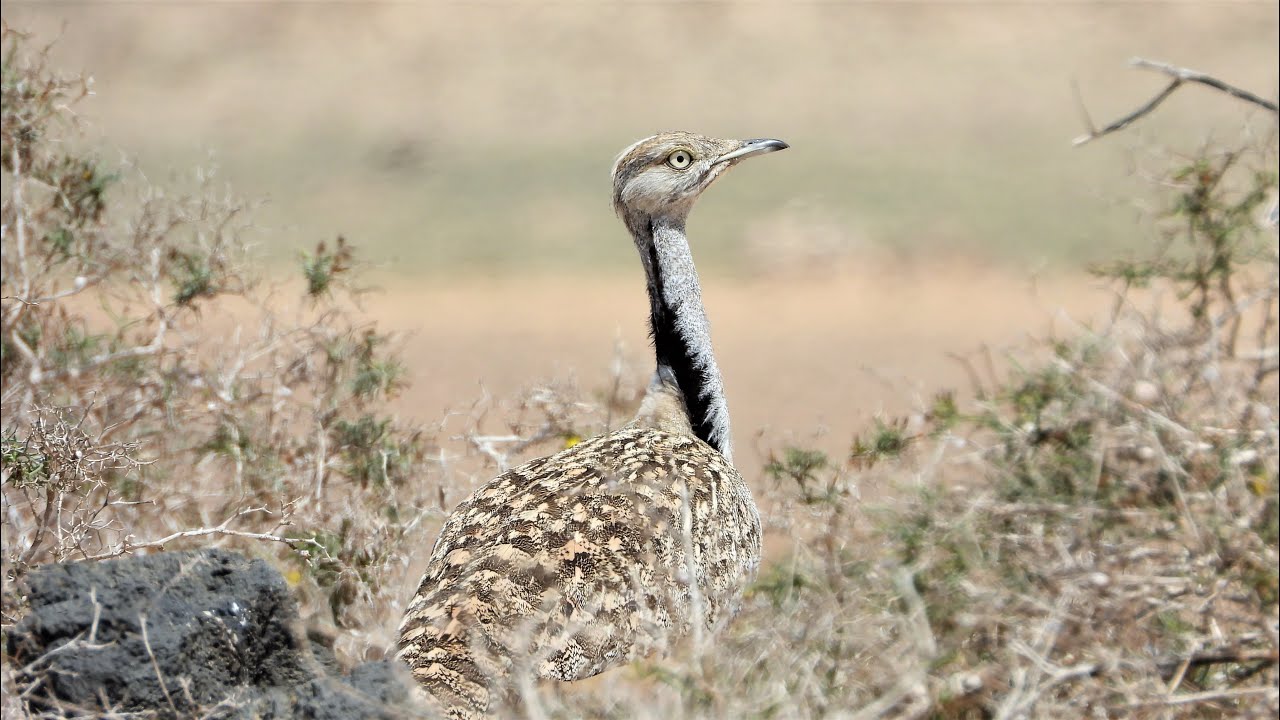Vögel auf Lanzarote 2022