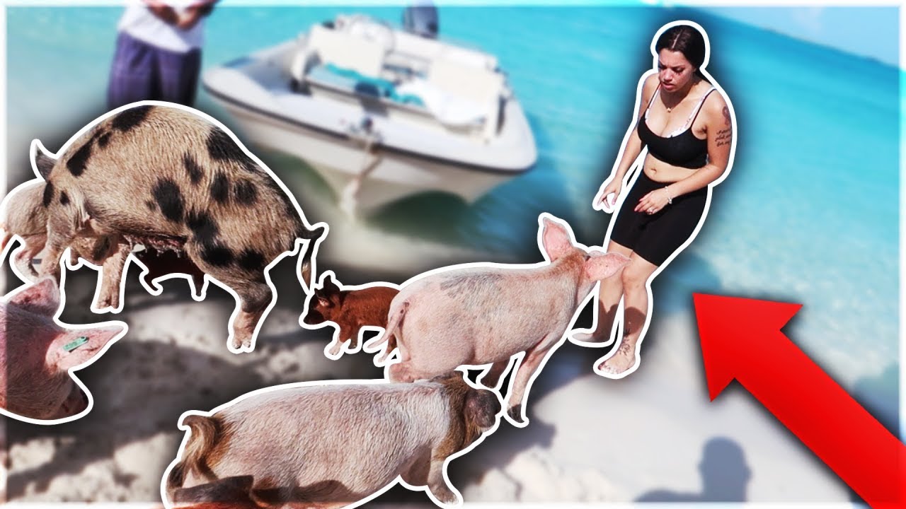 ПЛАВАНИЕ СО СВИНЬЯМИ НА БАГАМАХ 🐷