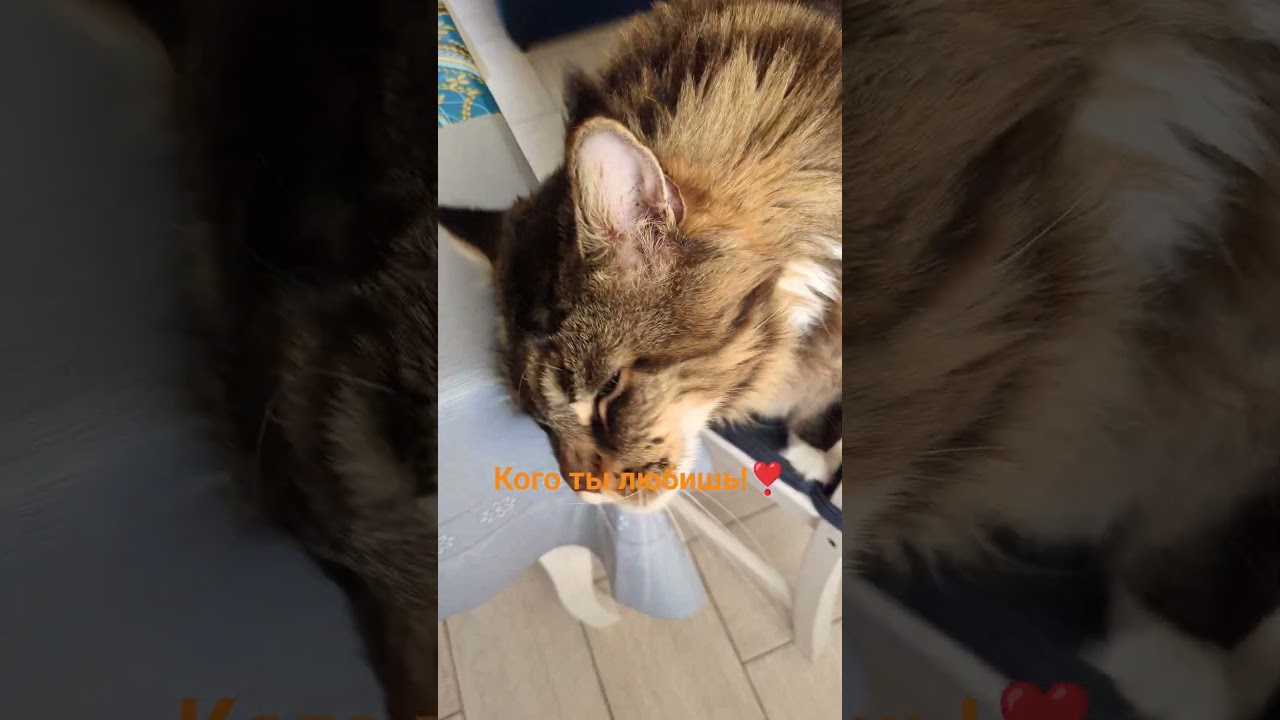 Кто с тобой гуляет?#кот #cat #юмор #приколы #мем #смех #смешно
