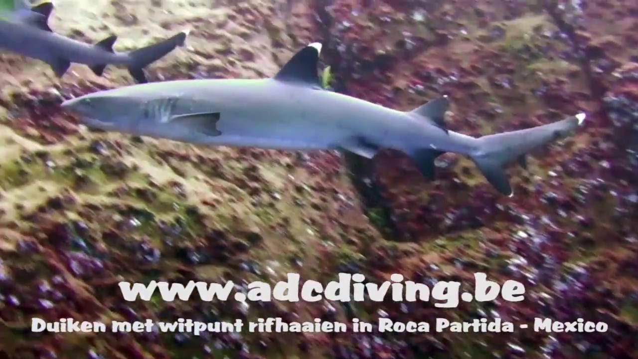 Duiken met witpunt rifhaaien in Roca Partida - Socorro - Mexico