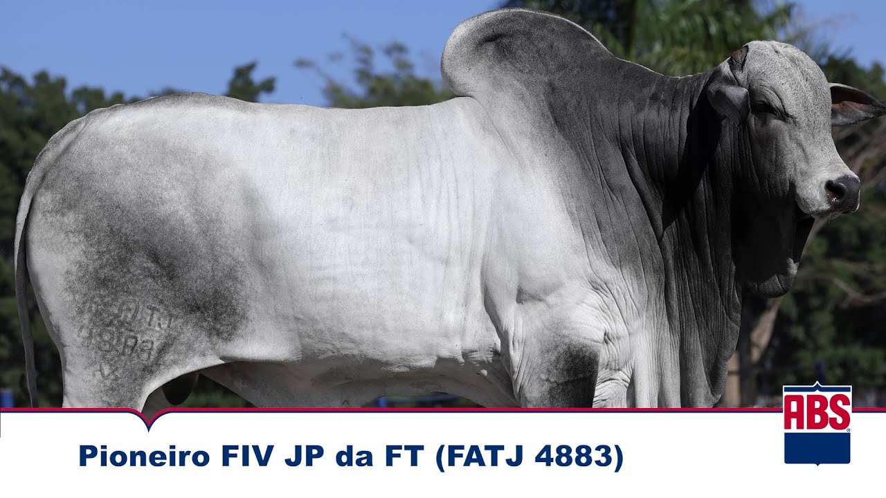 PIONEIRO FIV JP DA FT (FATJ 4883) - Touro Nelore ABS