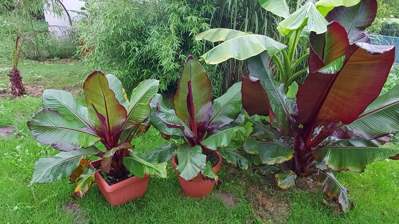 Czy warto sadzić banany do gruntu czy lepiej w donicy . Porównanie