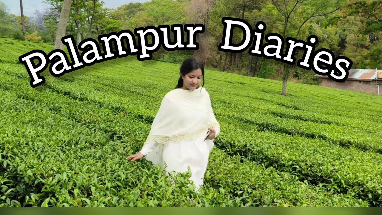 Heaven is a place on Earth, and I found it in Palampur! 🌿