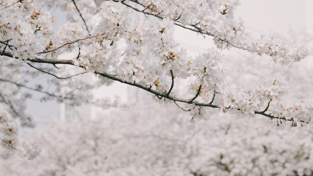 Seongbukcheon Cherry Blossom 2025 | Canon R5 (성북천 벚꽃)